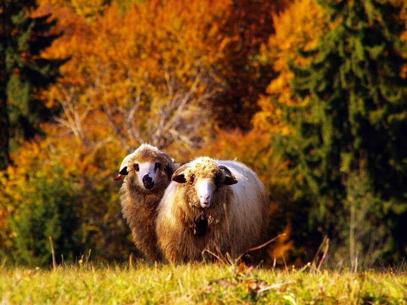 Two Sheep in Field