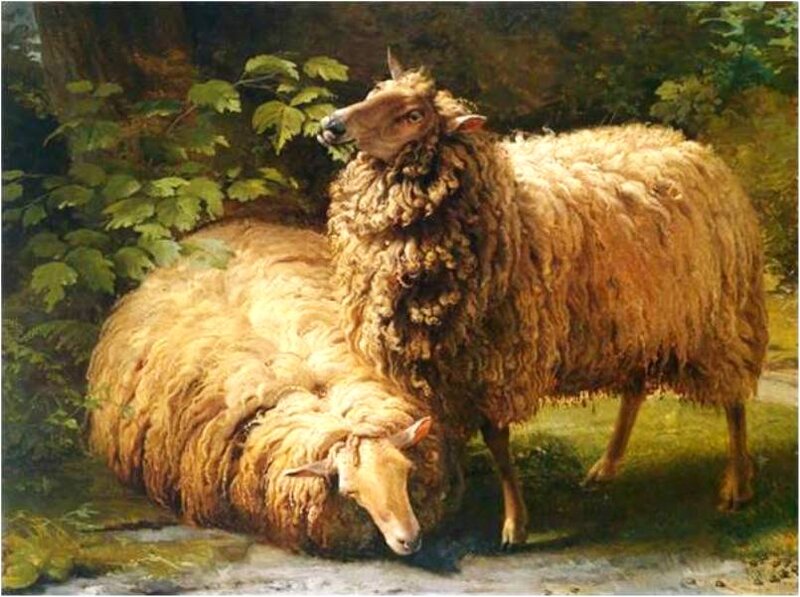 Two Sheep in Forest