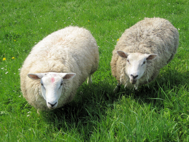 Two Sheep in Grass