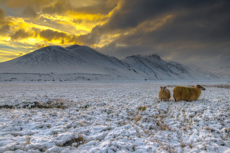 Two Sheep in Snow