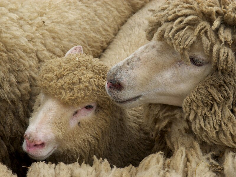 Two Sheep in Wool