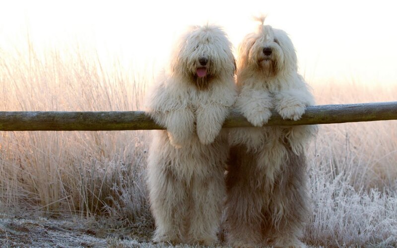 Two Sheepdogs on Fence