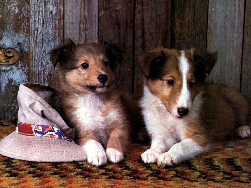 Two Shetland Sheepdog Puppies — Brown
