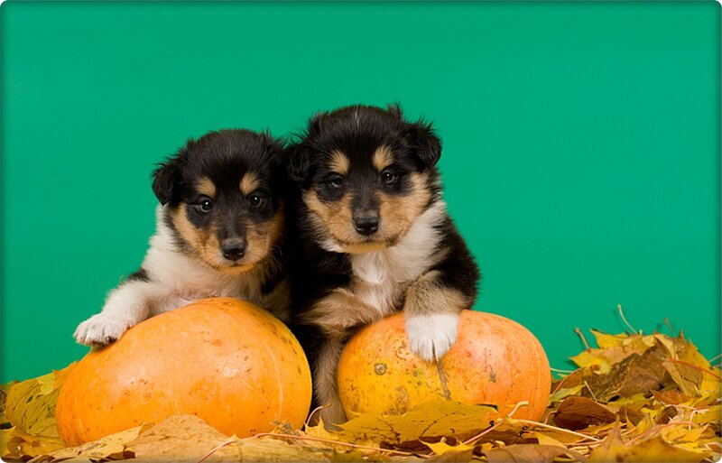 Two Shetland Sheepdog Puppies — Green