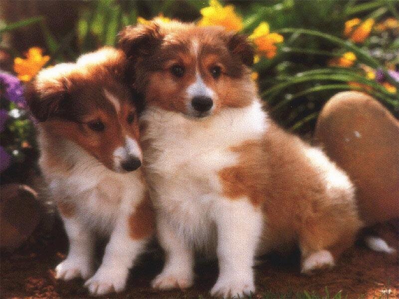 Two Shetland Sheepdog Puppies