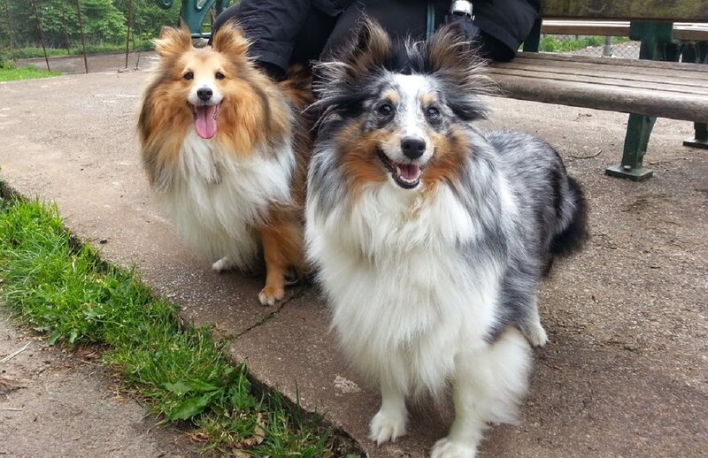 Two Shetland Sheepdogs