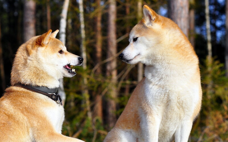 Two Shiba Inu Dogs — Brown, Calm