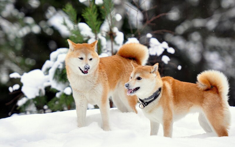 Two Shiba Inu Dogs — Brown, Calm, Winter, Photograph, Snow