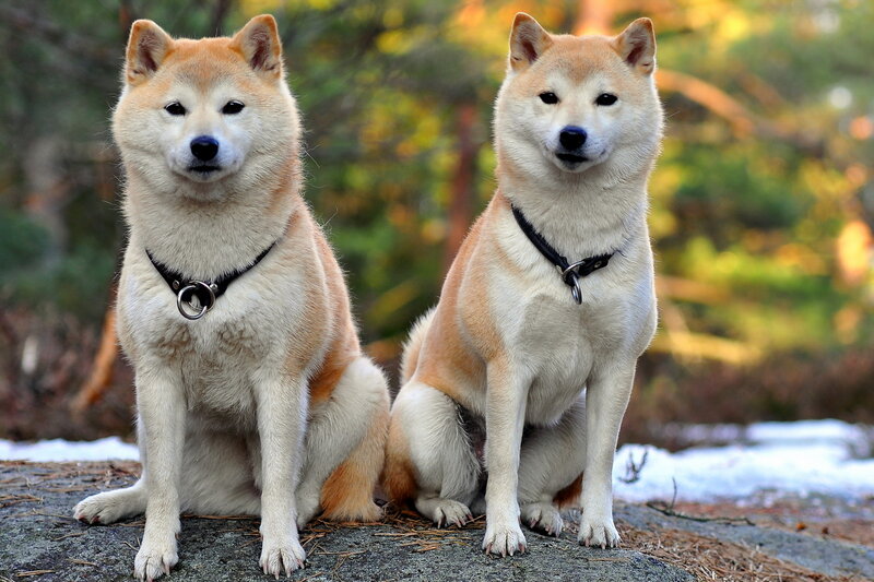 Two Shiba Inu Dogs — Brown, Calm, Winter