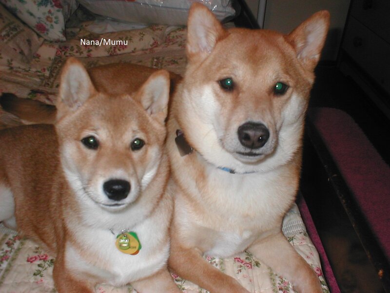 Two Shiba Inu Dogs — Brown