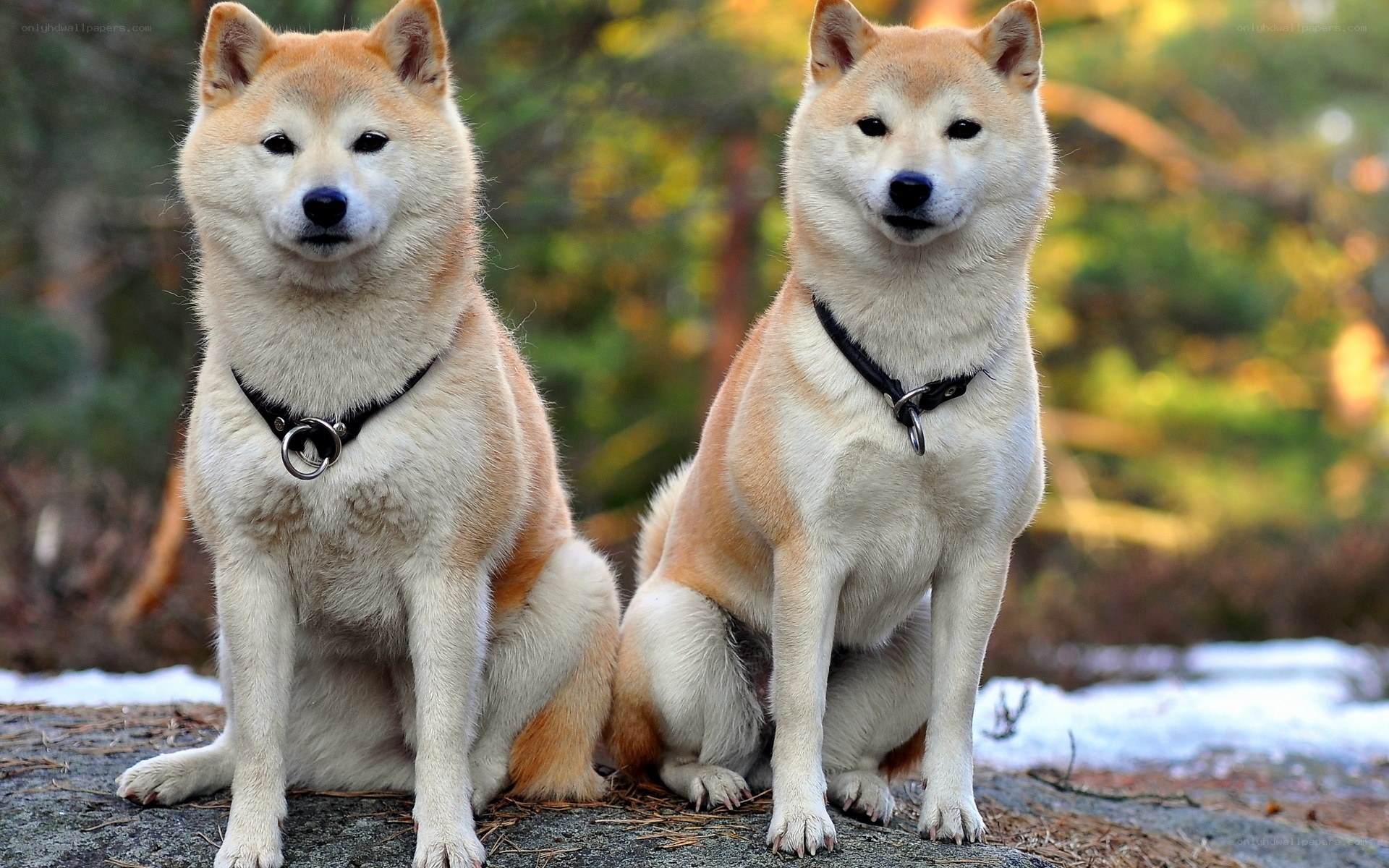 Two Shiba Inu dogs sitting