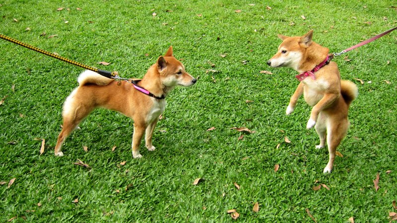 Two Shiba Inu Dogs