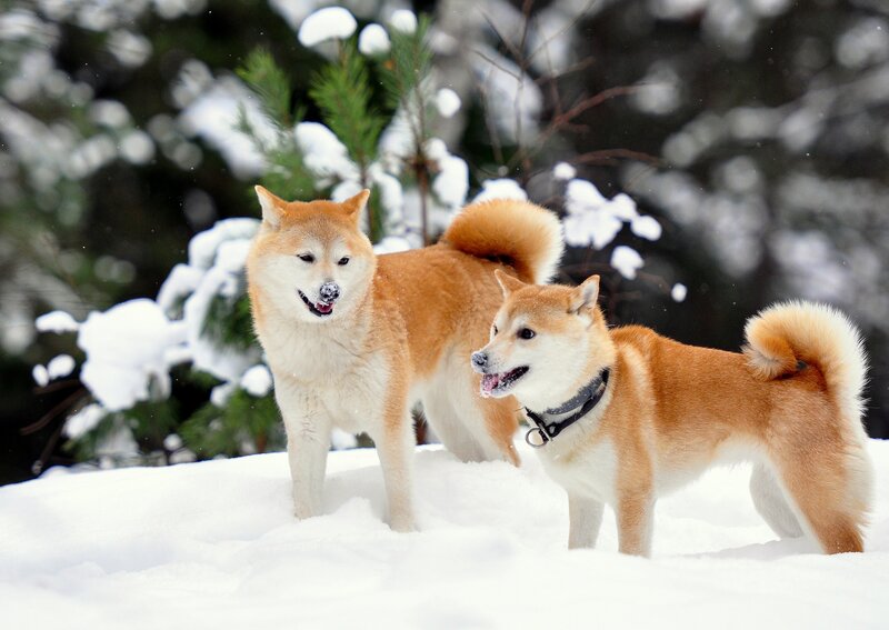 Two Shiba Inu Dogs — White, Calm