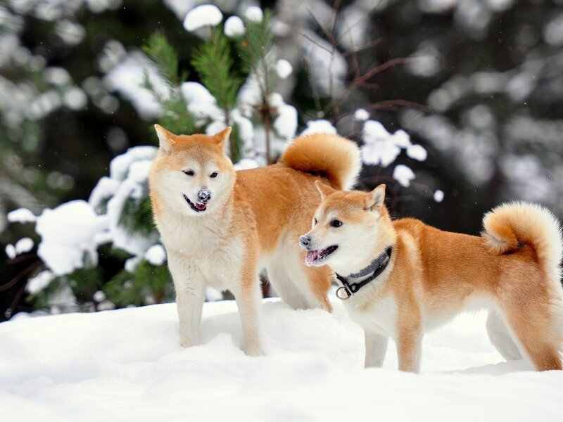 Two Shiba Inu Dogs — White