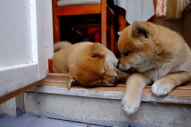 Two Shiba Inu Puppies — Brown, Calm, Morning