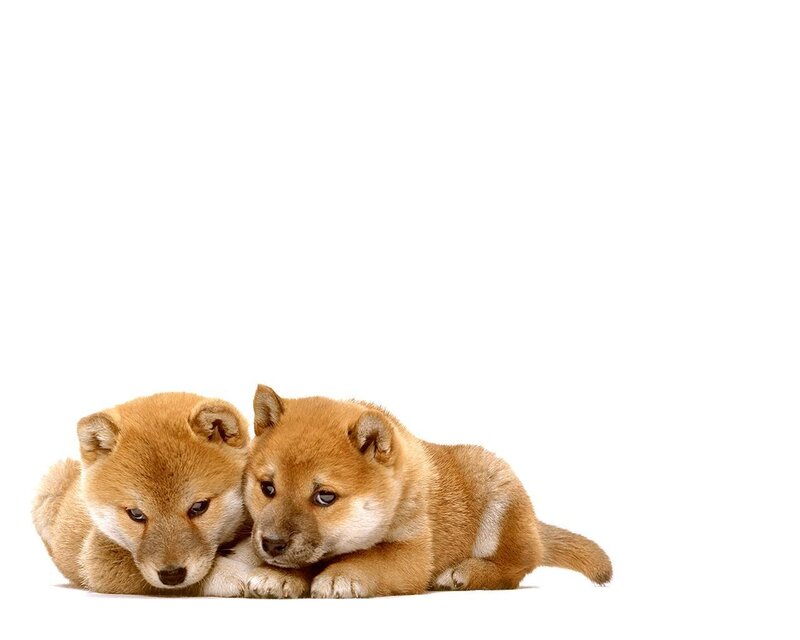 Two Shiba Inu Puppies — Brown, Calm