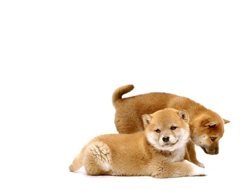 Two Shiba Inu Puppies — Brown