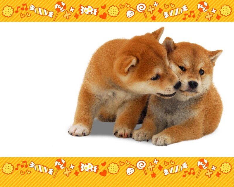 Two Shiba Inu Puppies