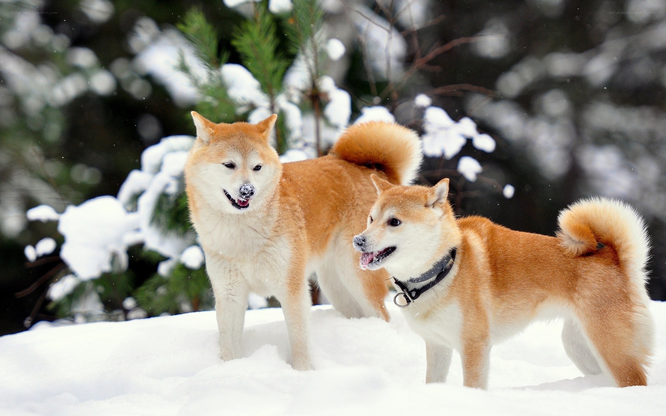 Two Shiba Inus in the snow