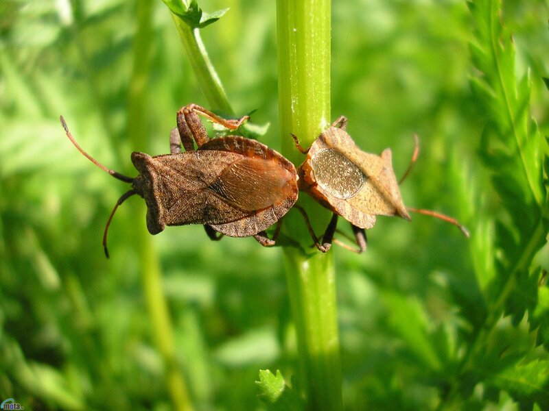 Two shield bugs mating on a stem
