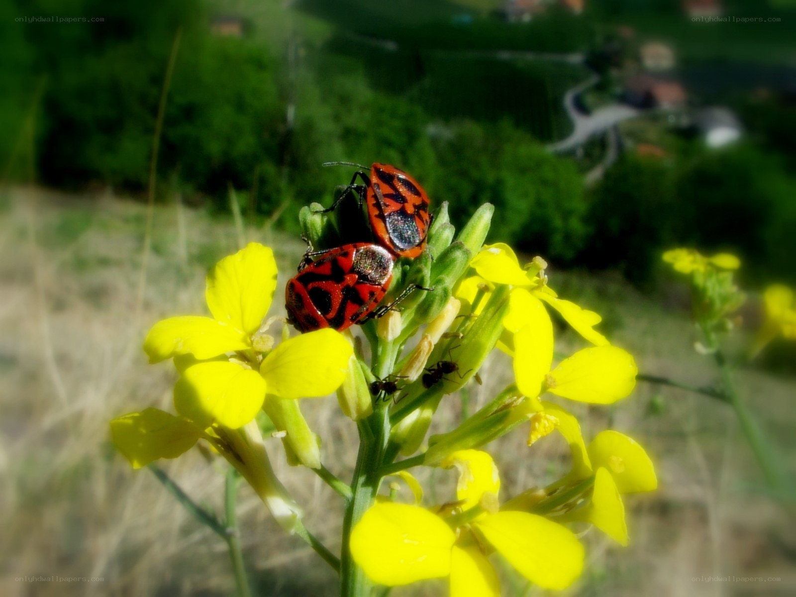 Two shield bugs on yellow flowers