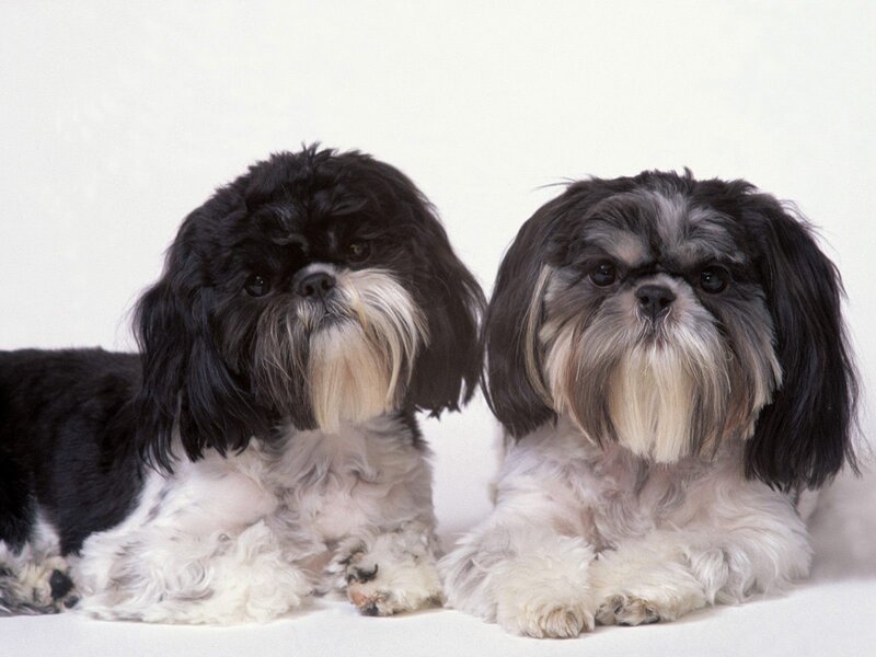 Two Shih Tzu Dogs — Black