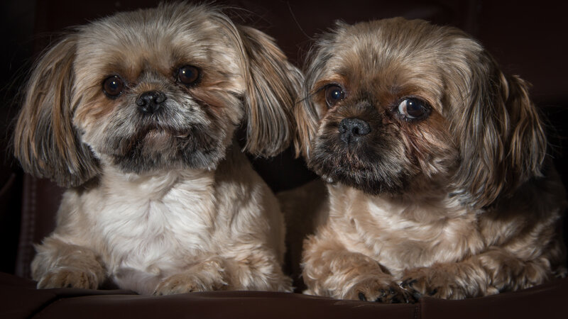 Two Shih Tzu Dogs — Brown, Calm