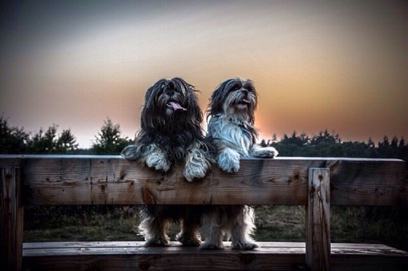 Two Shih Tzu Dogs — Brown, Serene