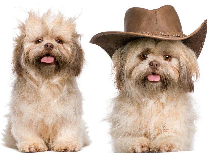 Two Shih Tzu Dogs — Brown