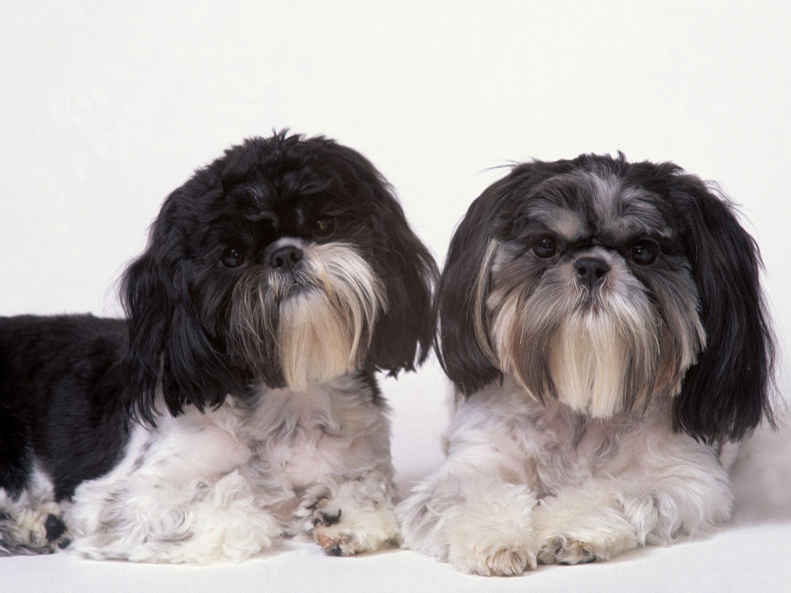 two shih tzu dogs lying down
