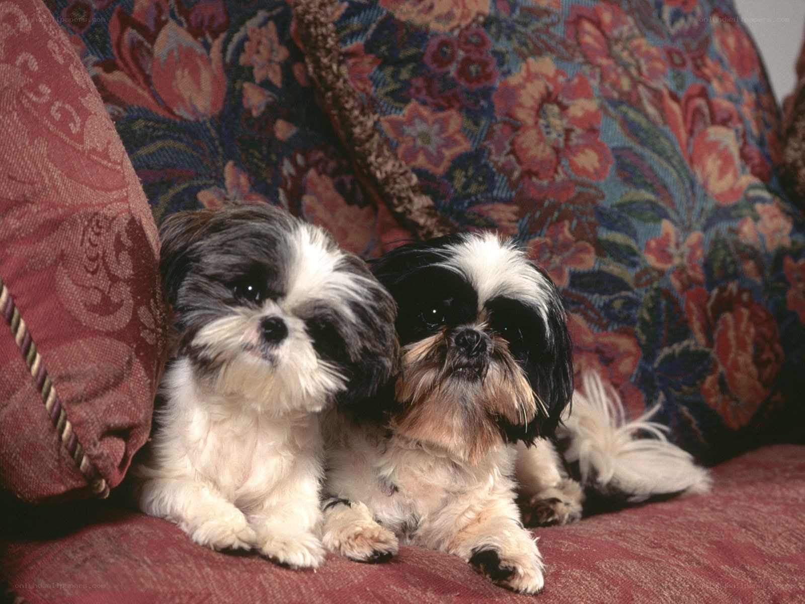 Two Shih Tzu dogs on a couch