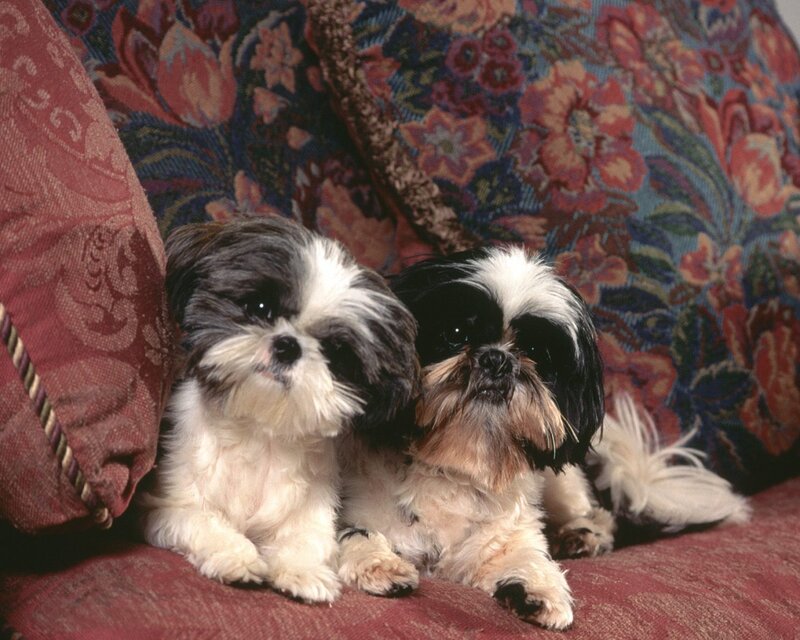 Two Shih Tzu Dogs — Red, Calm, Photograph