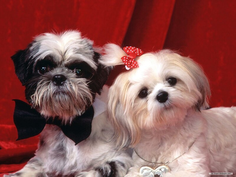 Two Shih Tzu Dogs — Red, Calm