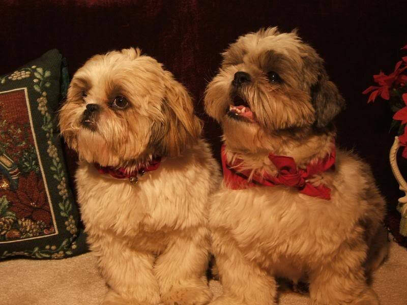 Two Shih Tzu Dogs