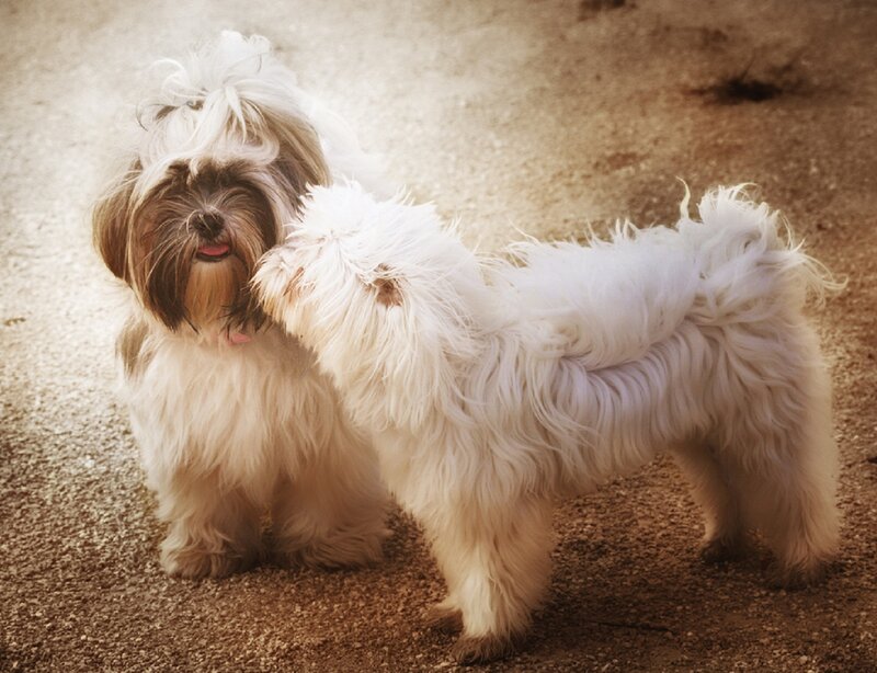 Two Shih Tzu Dogs — White, Calm