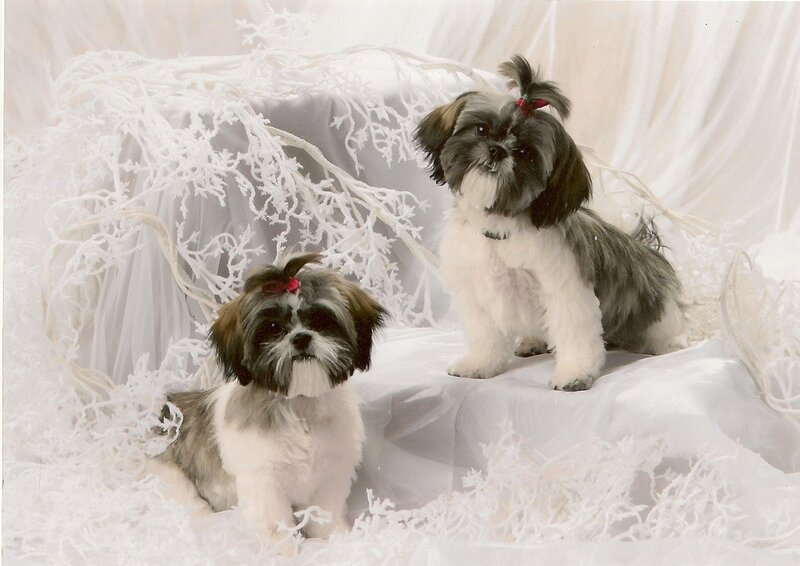 Two Shih Tzu Dogs — White
