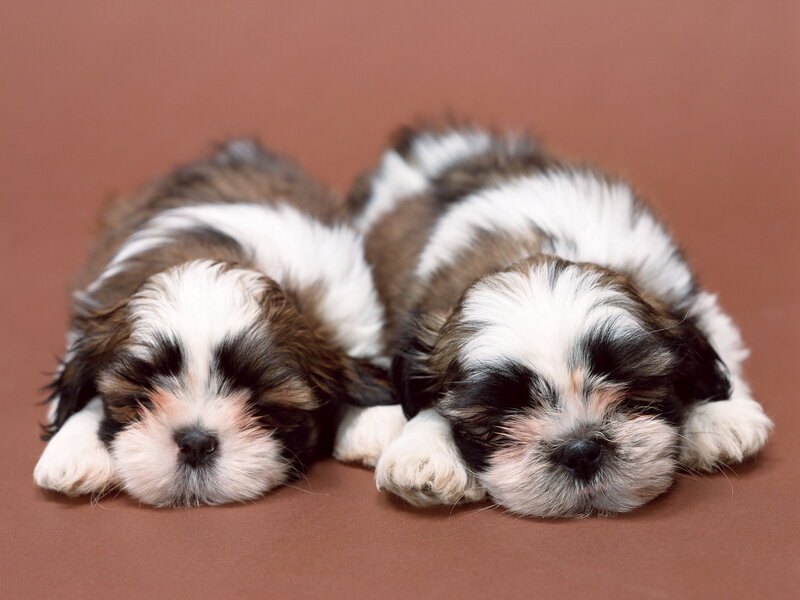 Two Shih Tzu Puppies — Brown