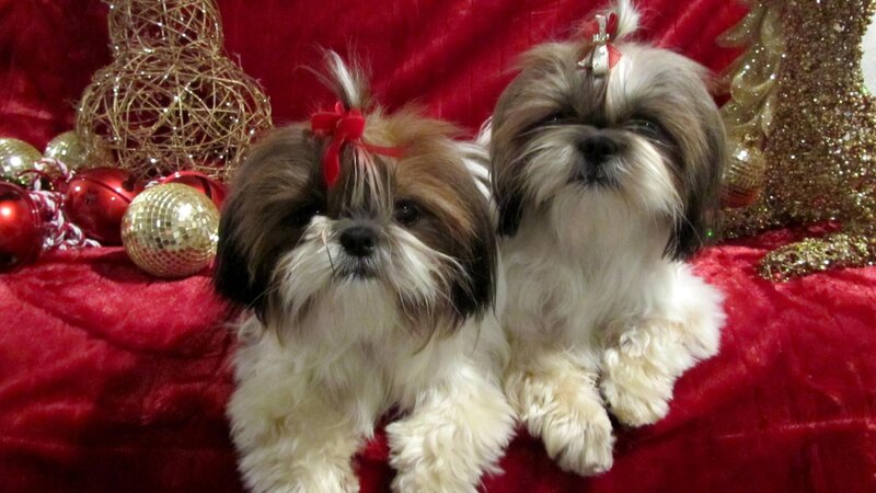 Two Shih Tzu Puppies — Red, Festive