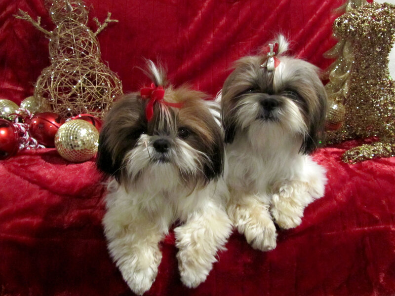 Two Shih Tzu Puppies — Red