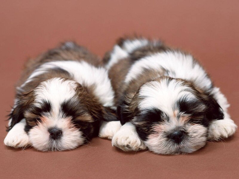 Two Shih Tzu Puppies