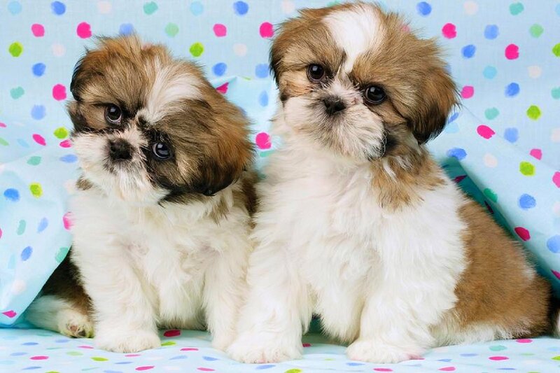 Two Shih Tzu Puppies — White
