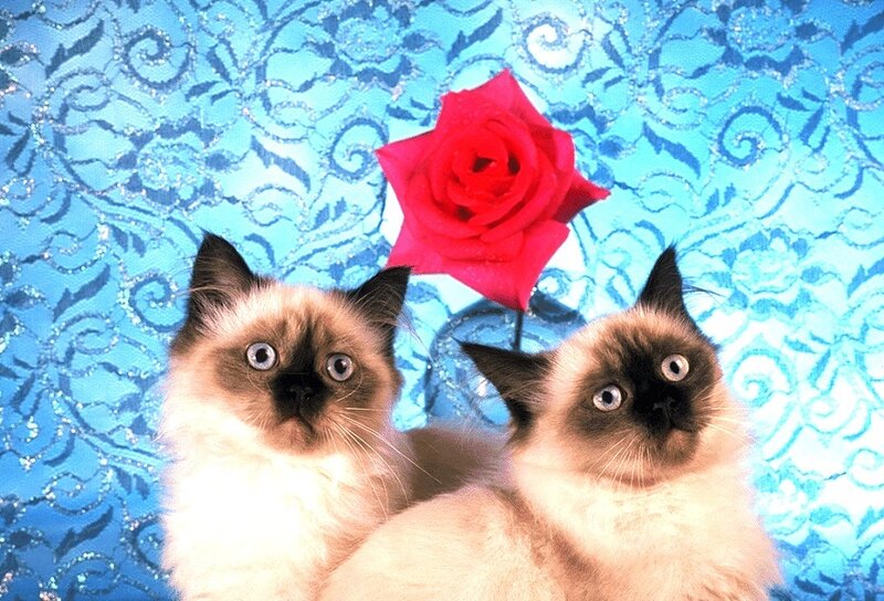 Two Siamese Cats — Blue