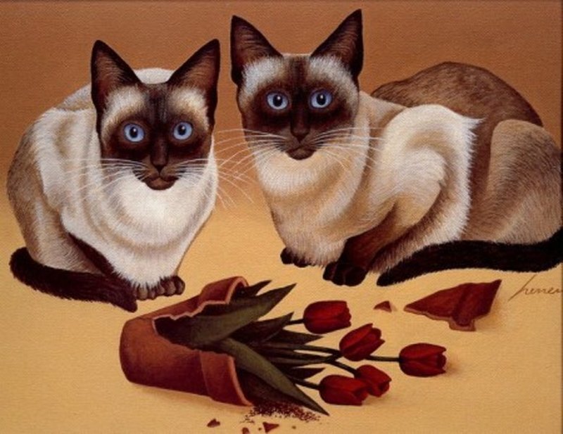Two Siamese Cats — Brown, Calm