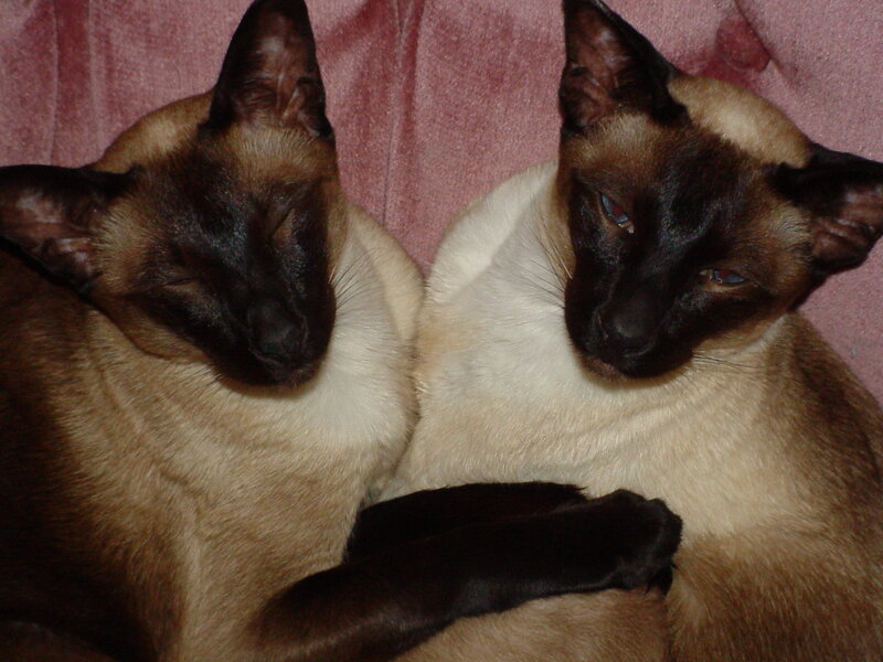 Two Siamese Cats — Brown