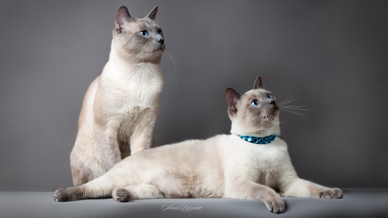 Two Siamese Cats — Gray, Calm, Photograph, Collar