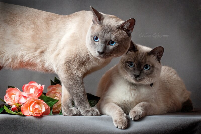 Two Siamese Cats — Gray, Calm, Photograph, Flowers