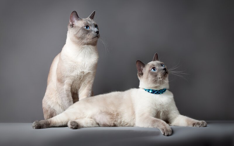 Two Siamese Cats — Gray, Calm, Photograph