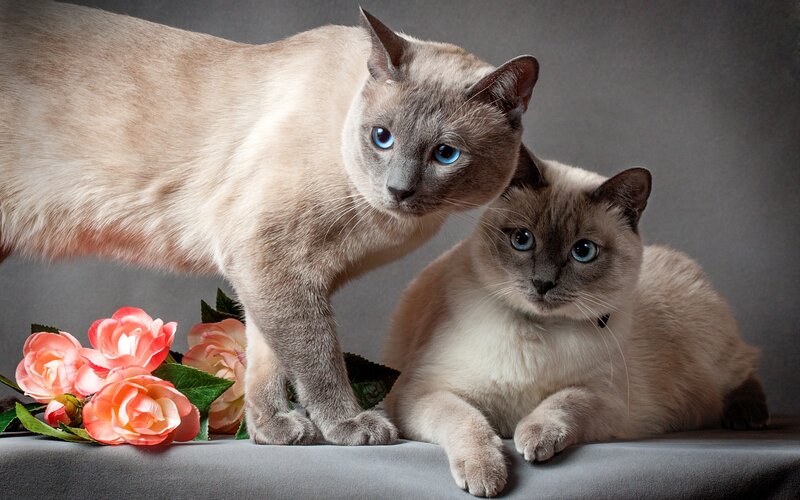 Two Siamese Cats — Gray, Calm