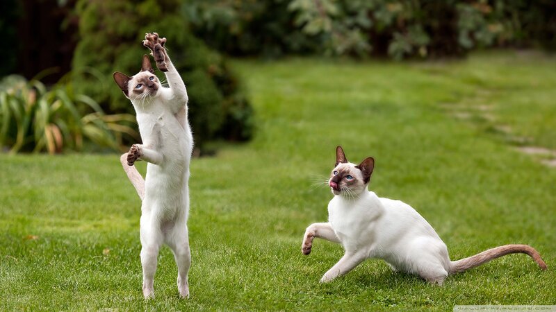 Two Siamese Cats — Green, Playful, Afternoon