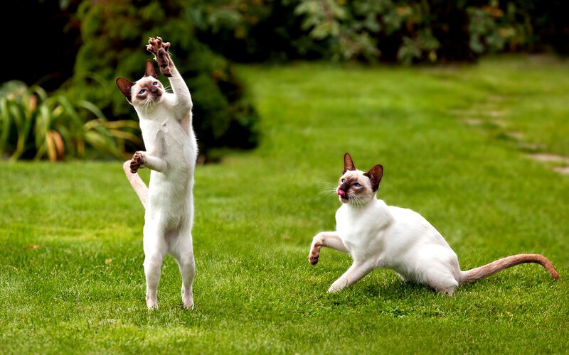 Two Siamese Cats — Green, Playful